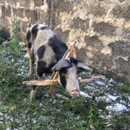 Tierische Fahrt nach Baks-Rrjollë