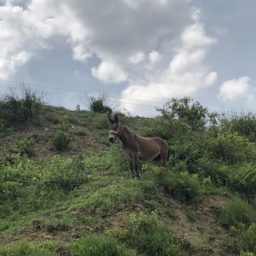 Missglückte Fahrt nach Tirana